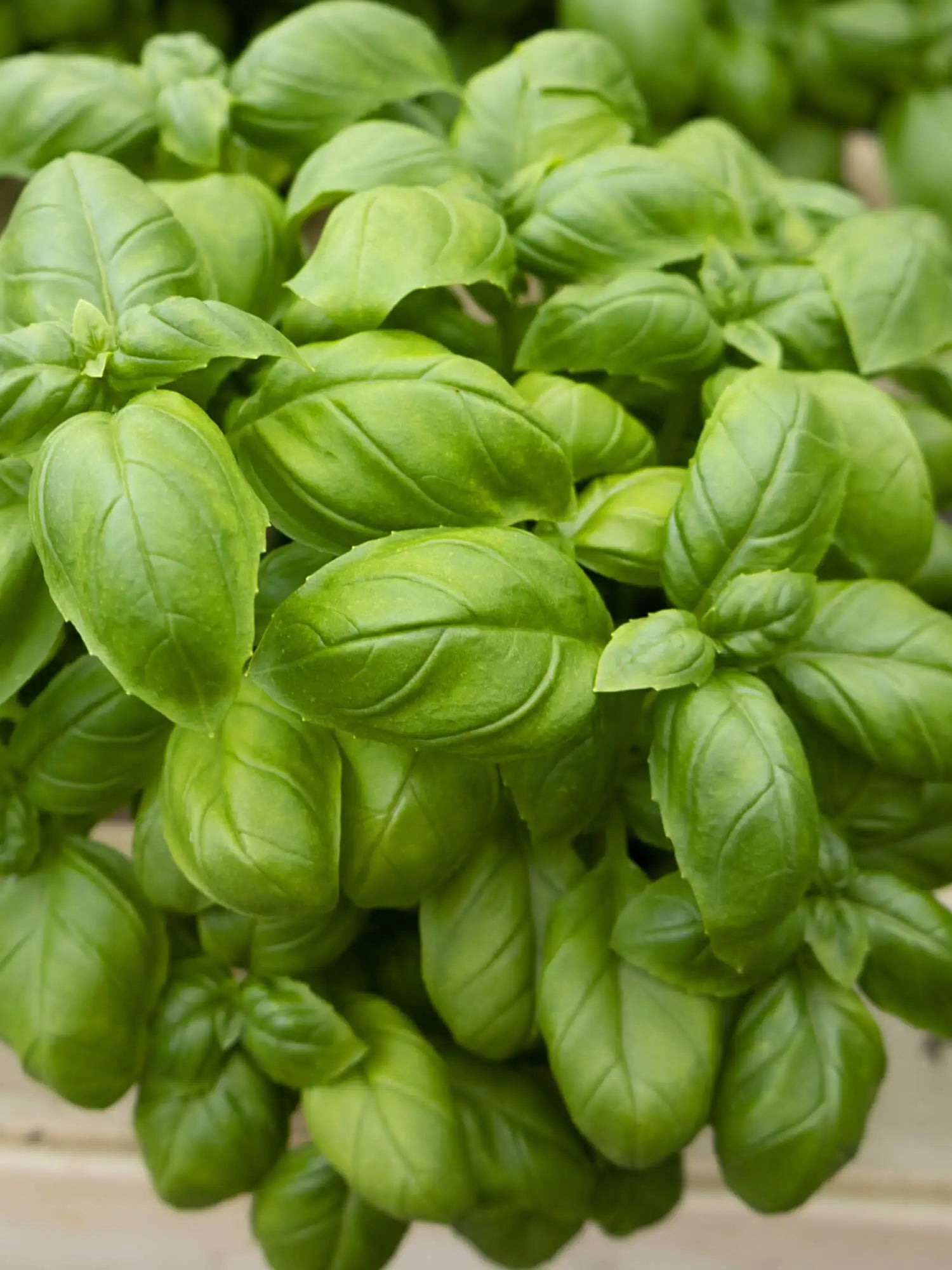 Basilika (30g)