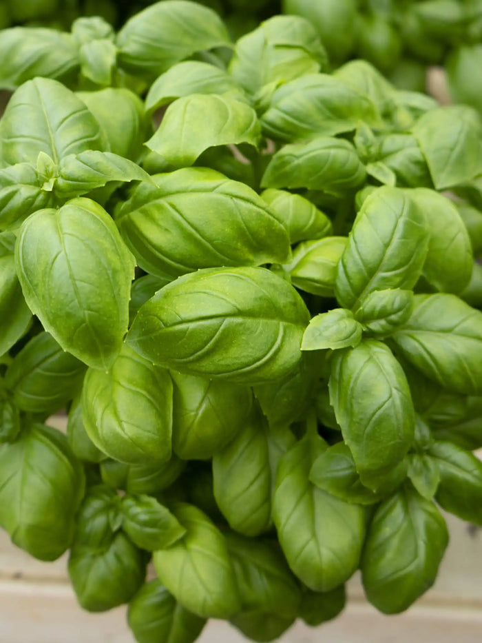 Basilika (30g)