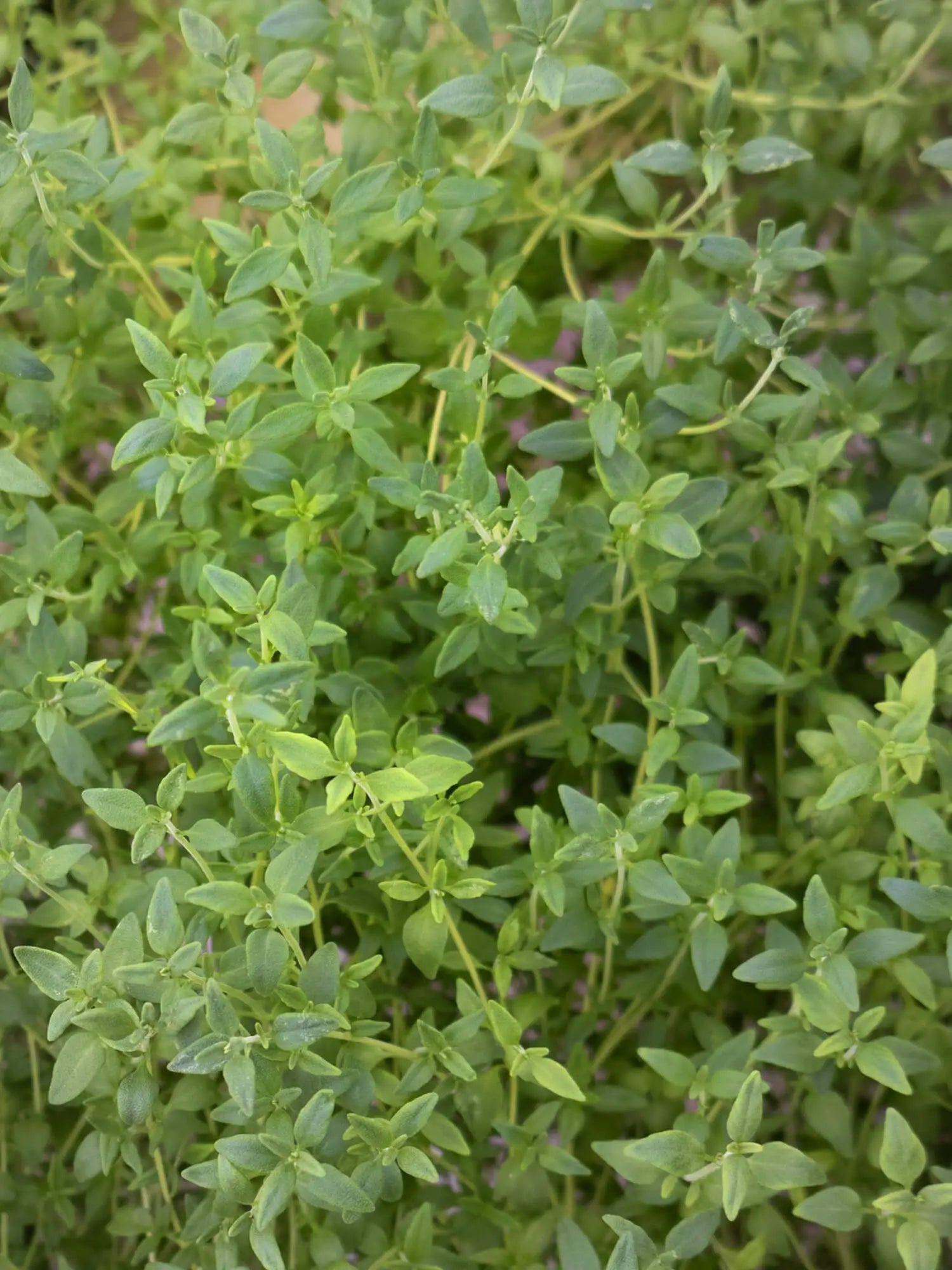 Timjami (30g)