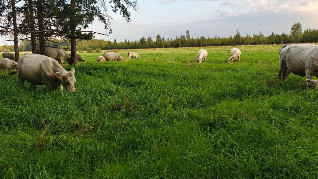 Kangasniemen Tila naudan T-luupihvi 462 g (pakaste)