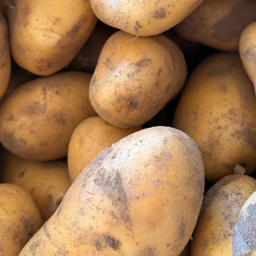 Varhaisperuna 'Annabella' (1 kg)