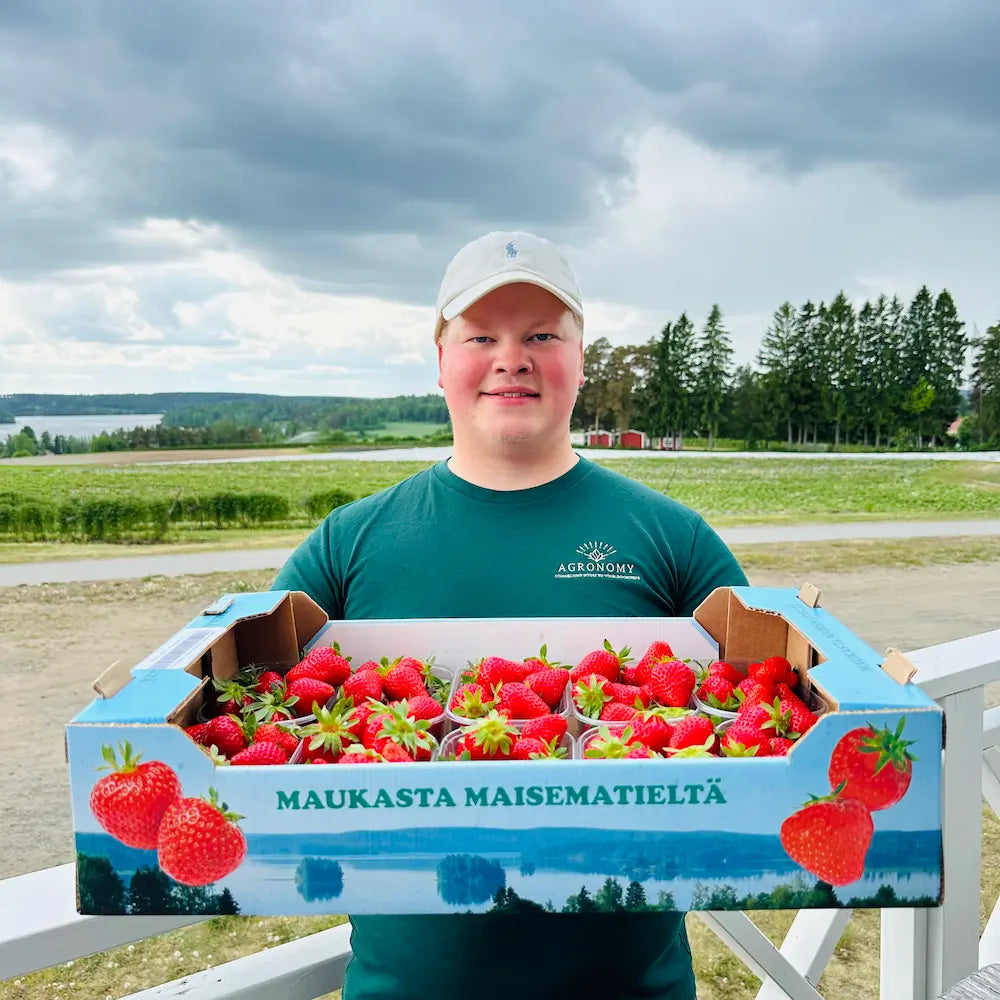 Yrjölän makea mansikka (Tuore)
