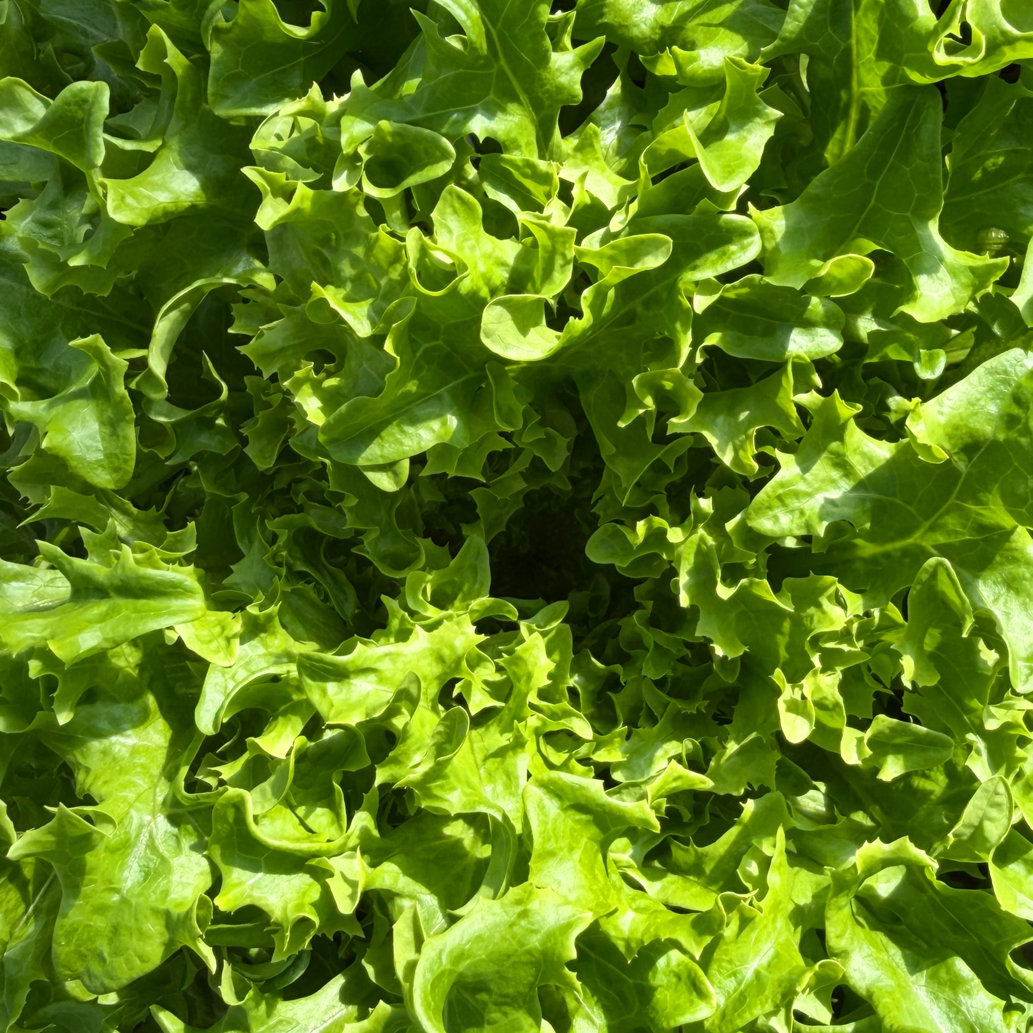 Jääsalaatti (100g)