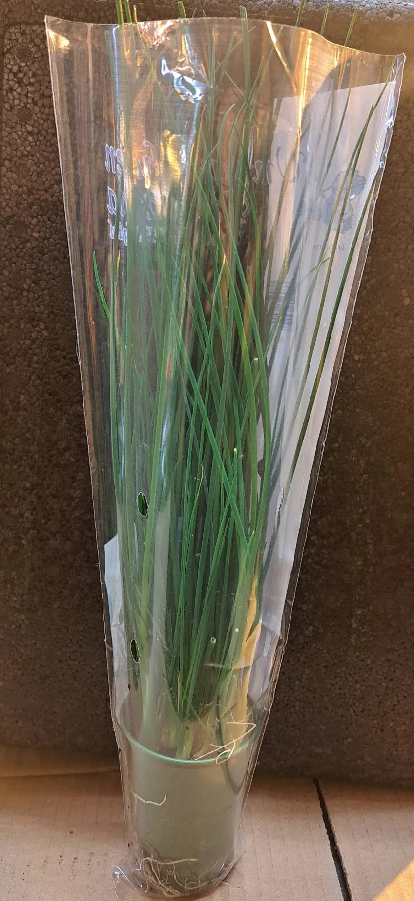Ruohosipuli (30g)