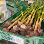 Tuore valkosipuli