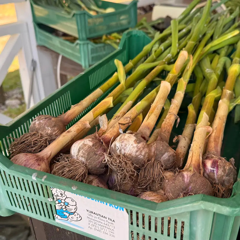 Tuore valkosipuli
